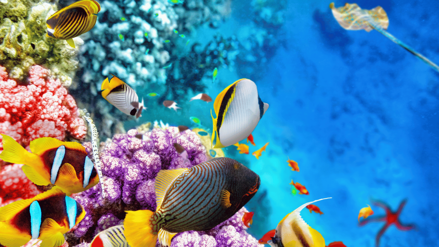 Hurghada – plaże i snorkeling